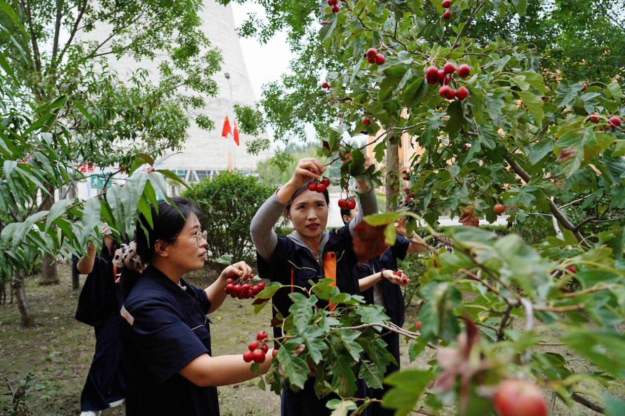 Z6���������ǲ�(�й���)�ٷ���վ