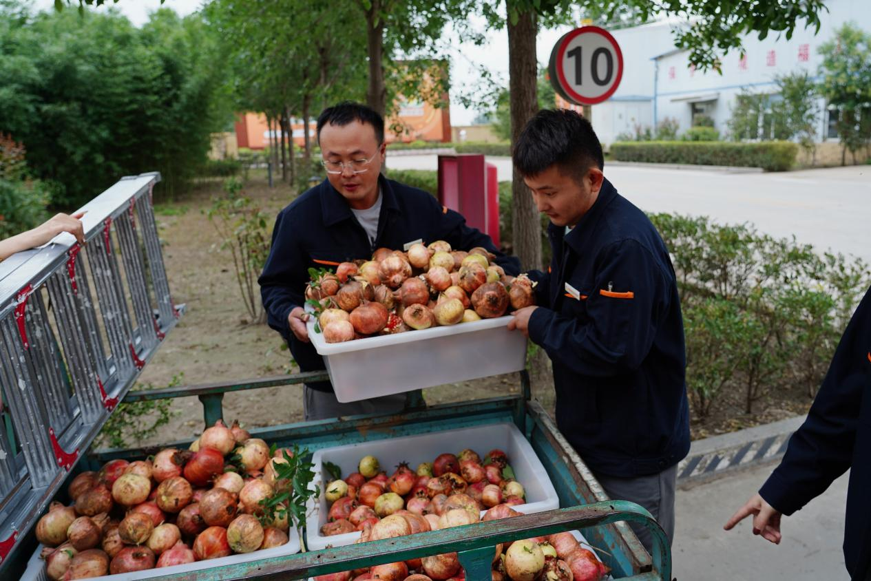 Z6���������ǲ�(�й���)�ٷ���վ